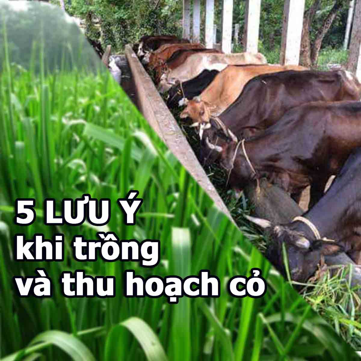 5 lưu ý trong chăm sóc và thu hoạch cỏ trồng