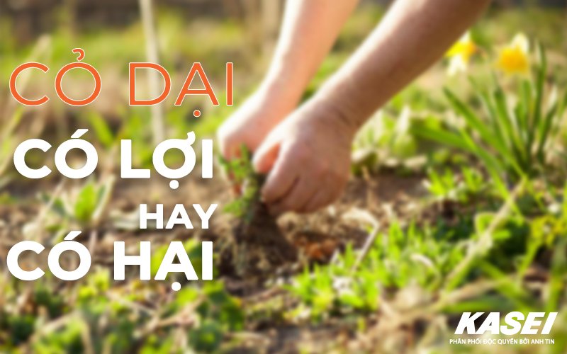 cỏ dại có lợi hay hại